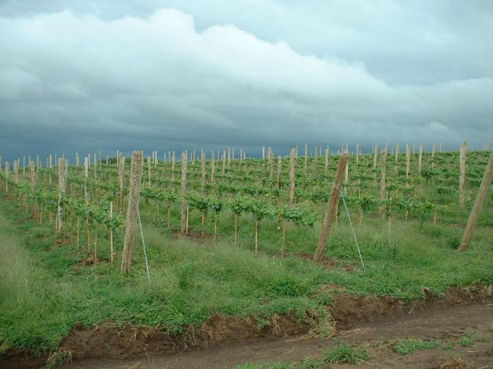 Plantation mécanique Occitanie