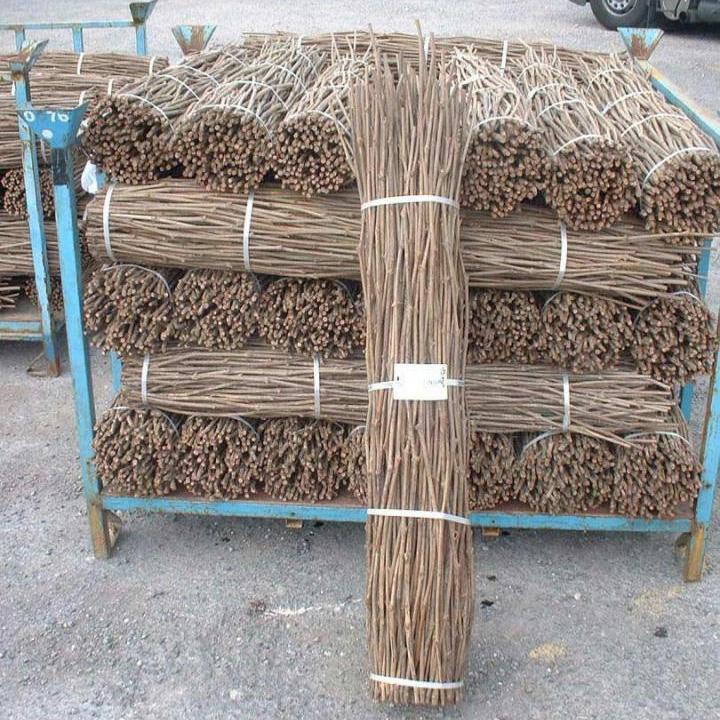 Production de bouture greffable Occitanie