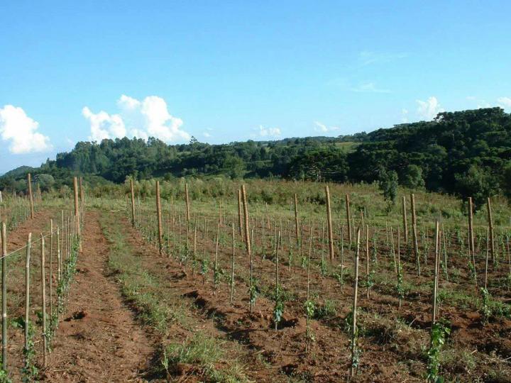 Fournisseur plants de vigne Occitanie