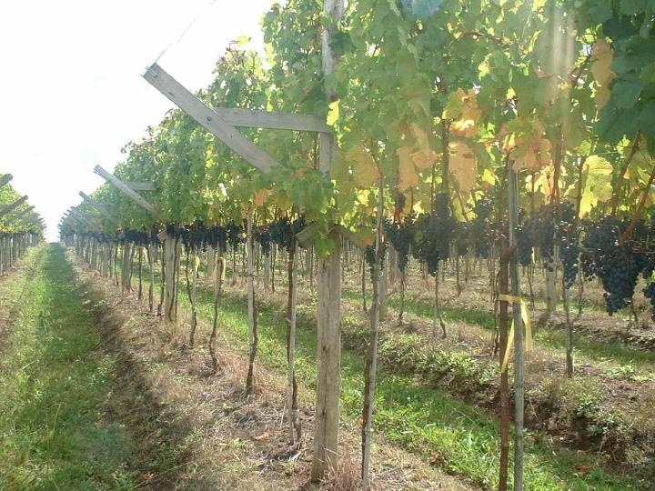 Plantation mécanique Occitanie