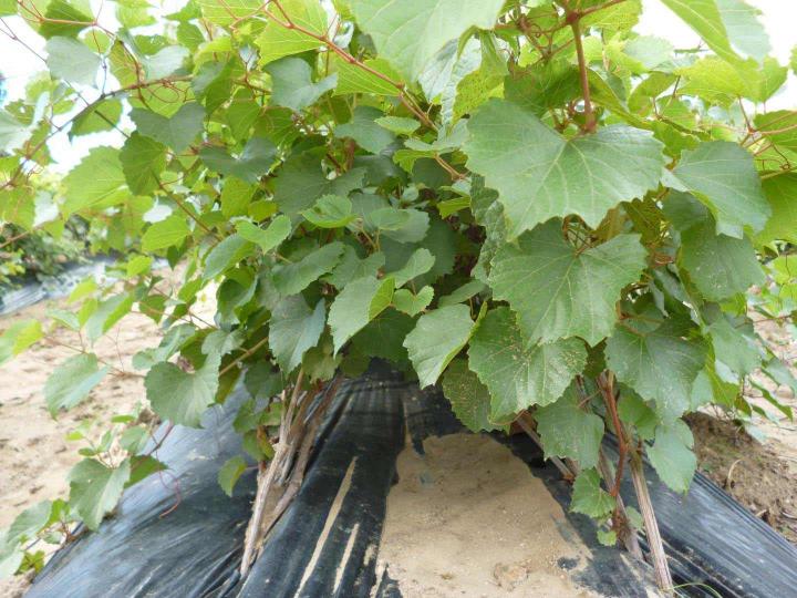 Plantation mécanique Occitanie