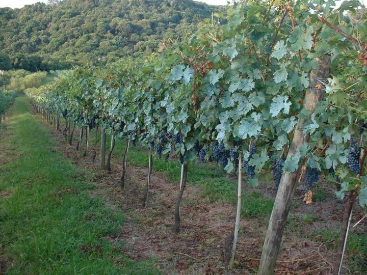 Production de bouture greffable Occitanie