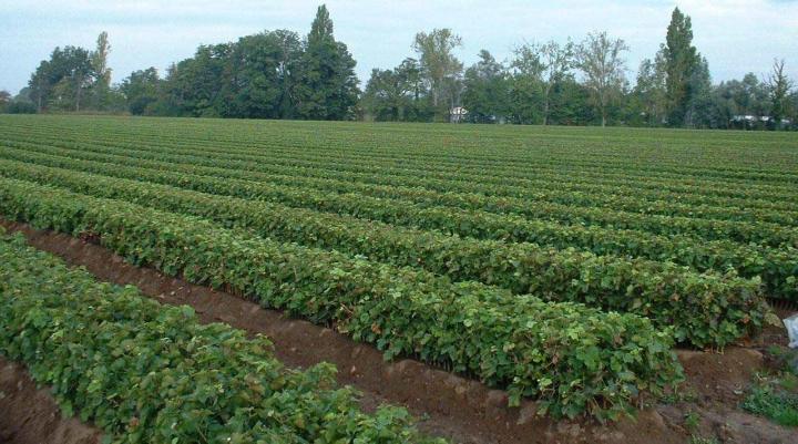 Production de bouture greffable Occitanie