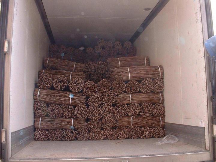 Production de porte-greffe Occitanie