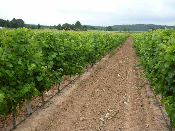 Production de bouture greffable Occitanie