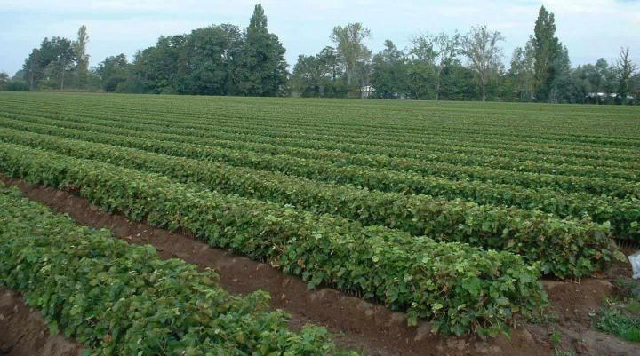 Plantation mécanique Occitanie