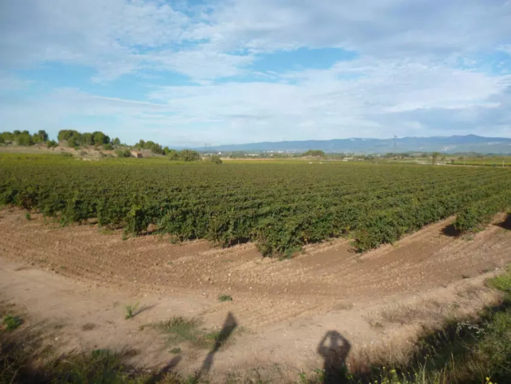 Les secrets d'une plantation de vigne réussie, Occitanie - Pépinière Viticoles Bouguet
