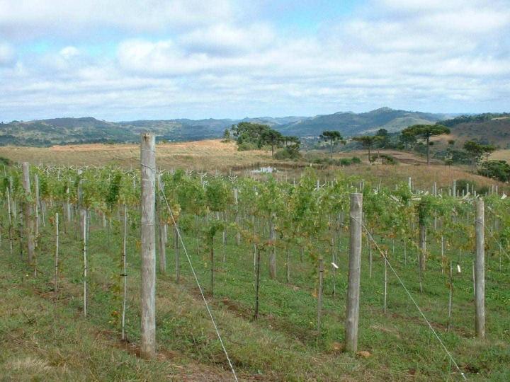 Fournisseur plants de vigne Occitanie