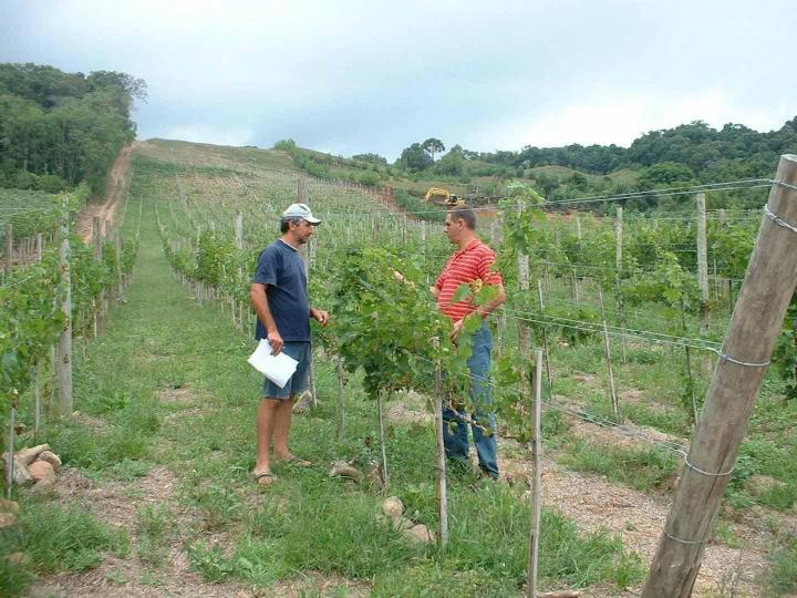 Production de bouture greffable Occitanie