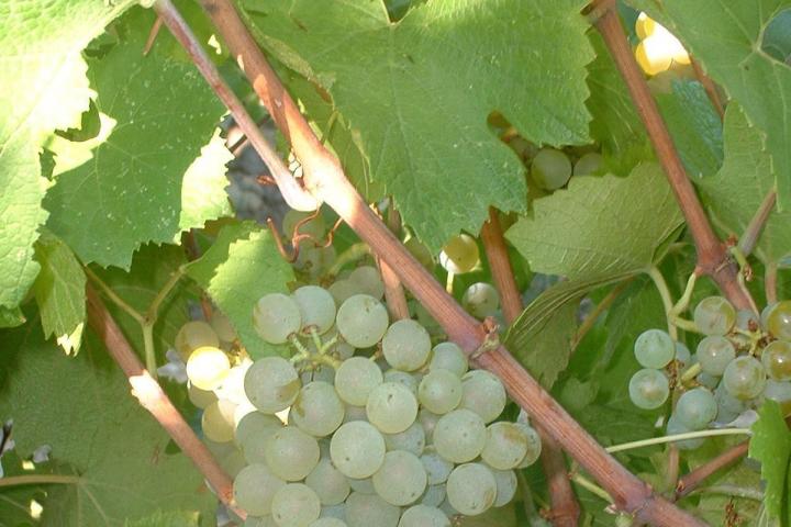 Plantation mécanique Occitanie