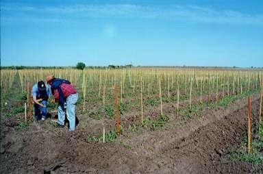 Plantation mécanique Occitanie