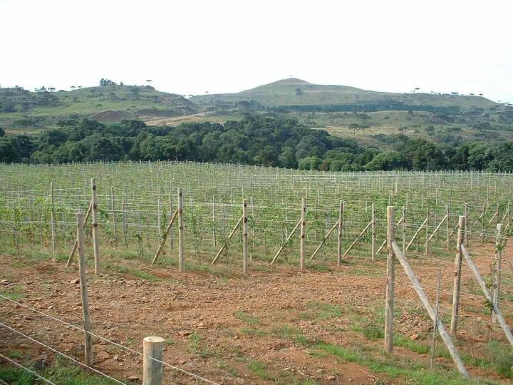 Production de bouture greffable Occitanie