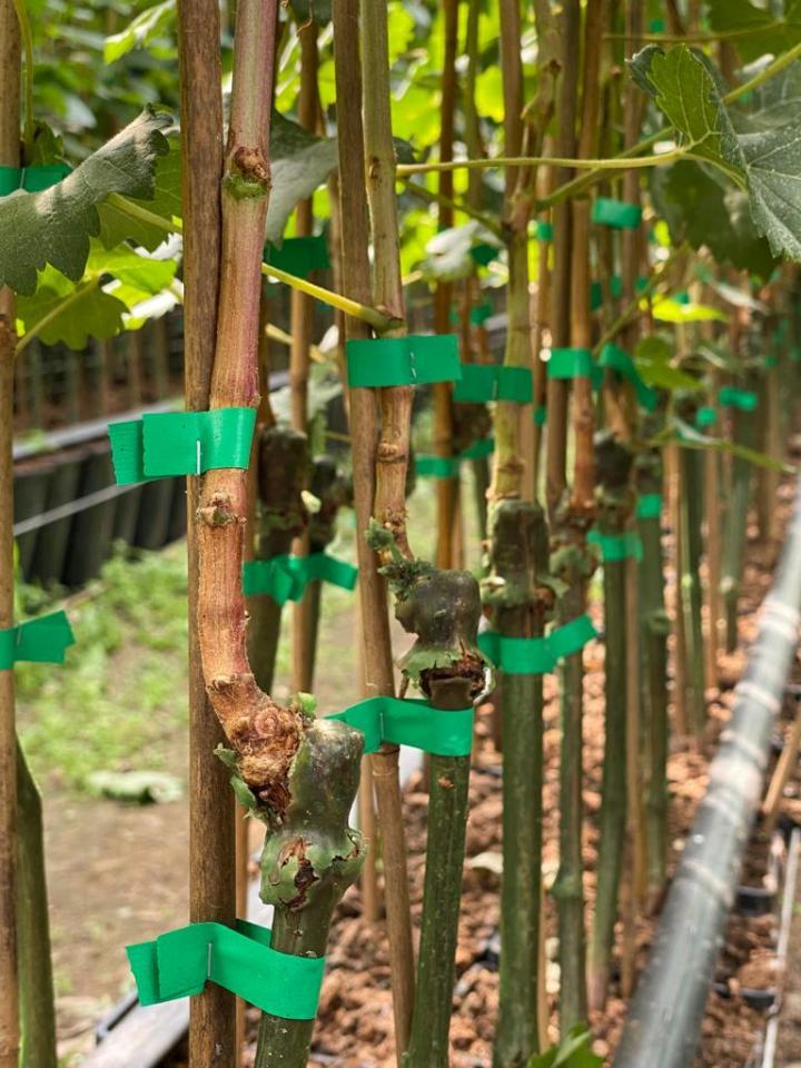 Fournisseur plants de vigne Occitanie