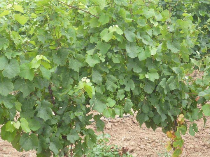 Fournisseur plants de vigne Occitanie