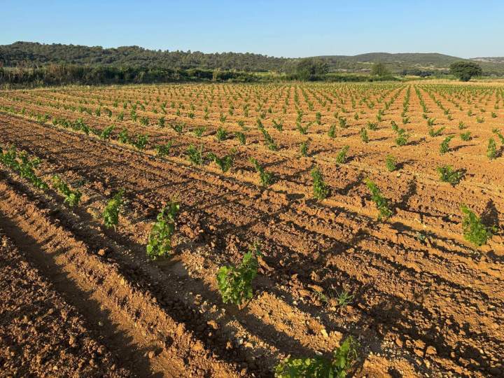 Plantation mécanique Occitanie