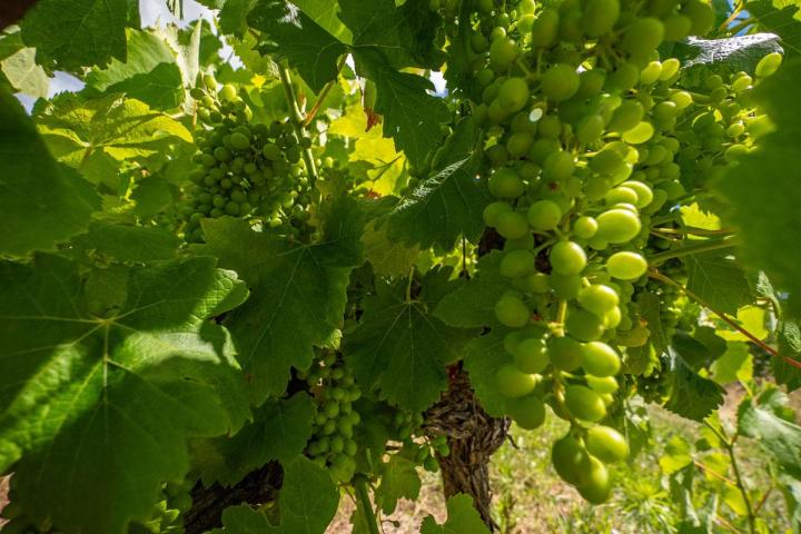 Assurez-vous de la qualité de vos vins. Optez pour nos cépages résistants !