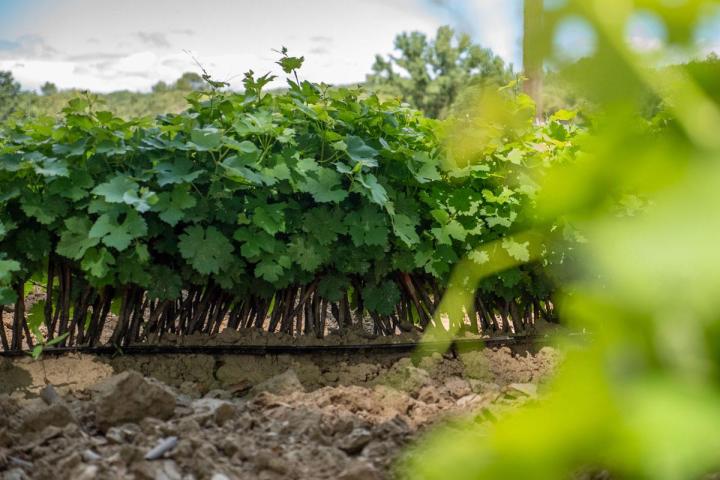 La promesse d’une vigne plus productive sur votre vignoble en Occitanie