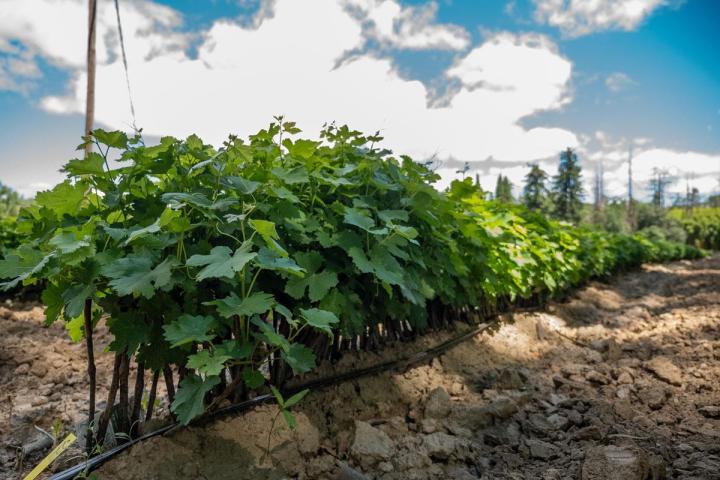 Des porte-greffes appréciés par les professionnels de la viticulture en Occitanie et bien au-delà