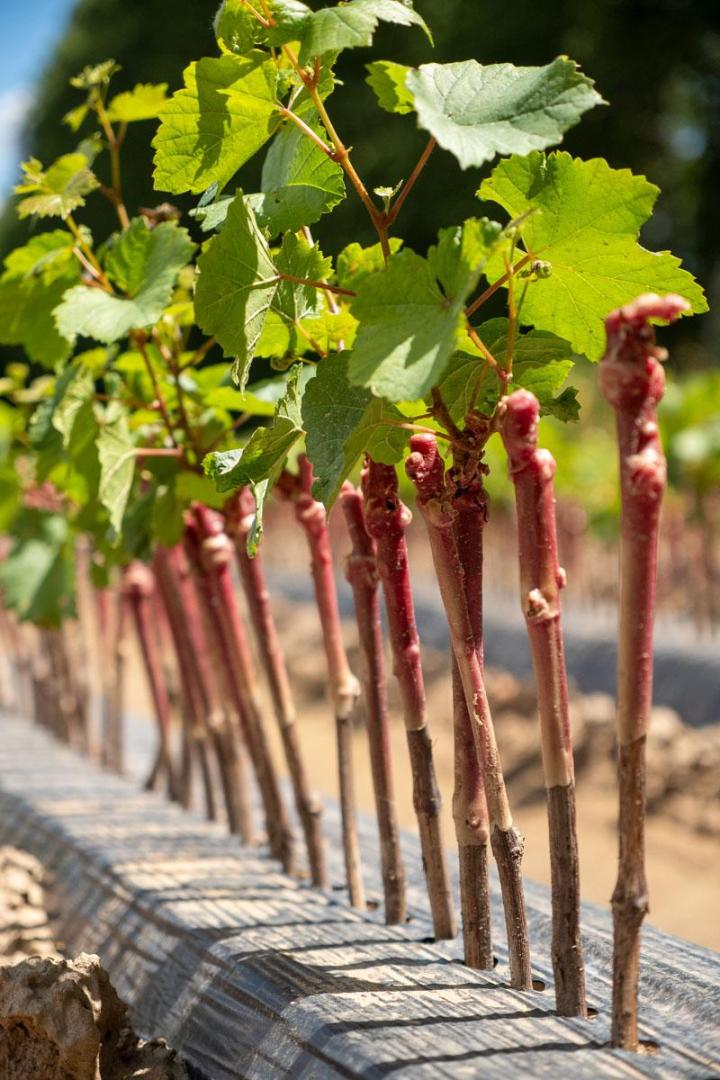 Fournisseur plants de vigne Occitanie