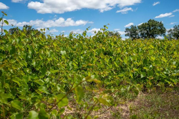 Fournisseur plants de vigne Occitanie
