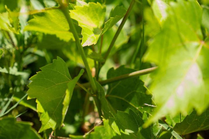 Production de cépages résistants Occitanie
