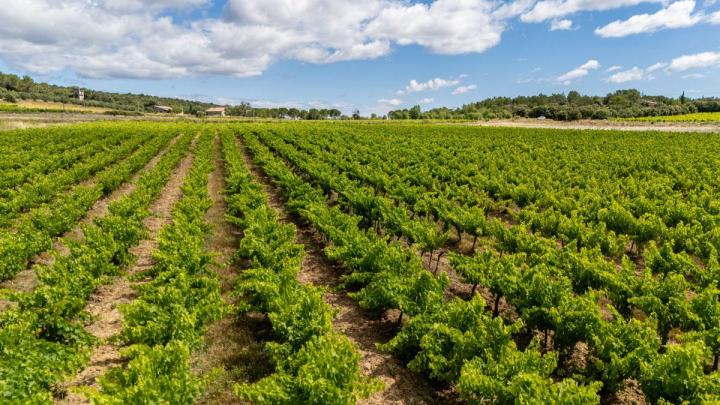 Fournisseur plants de vigne Occitanie