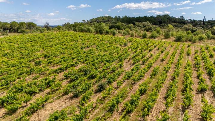 Cépages résistants Occitanie