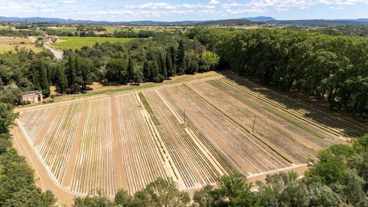 Producteur de boutures greffables Occitanie