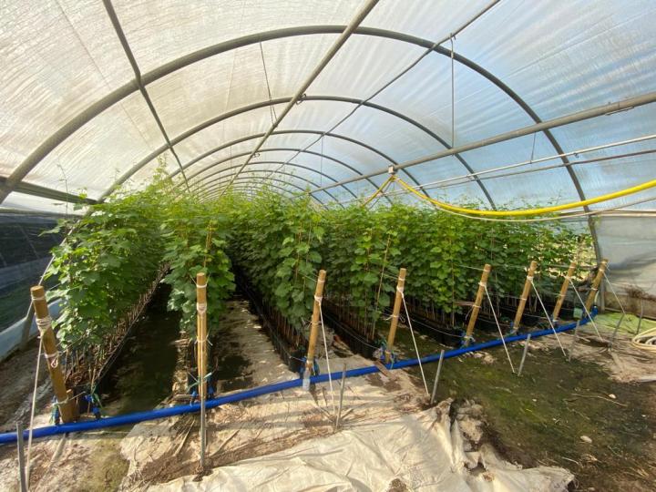 Production de bouture greffable Occitanie