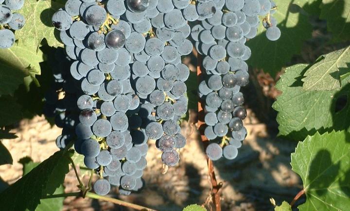 Production de bouture greffable Occitanie