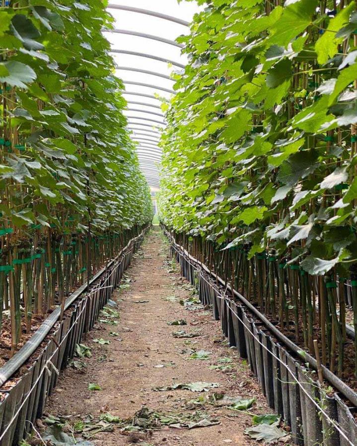 Production de bouture greffable Occitanie