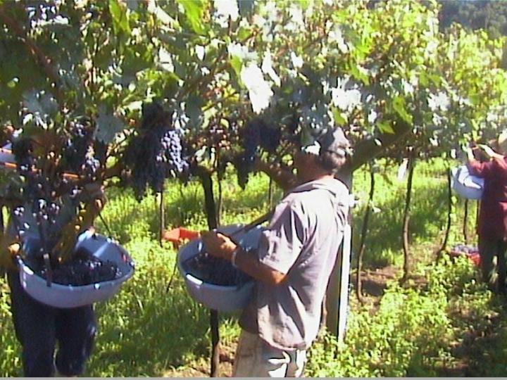 Production de bouture greffable Occitanie