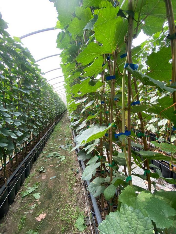 Fournisseur plants de vigne Occitanie