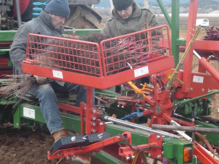 Fournisseur plants de vigne Occitanie