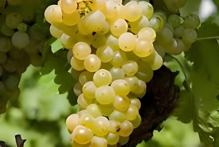 Fournisseur plants de vigne Occitanie