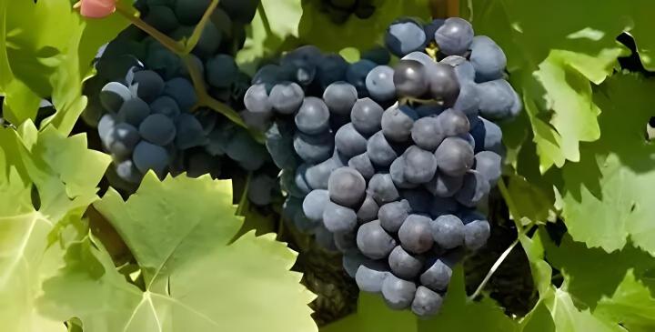 Fournisseur plants de vigne Occitanie