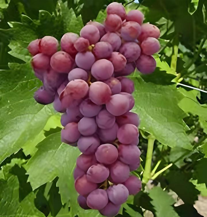 Fournisseur plants de vigne Occitanie